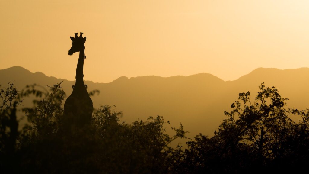 giraffe, sunset, south africa, africa, safari, nature, landscape, wilderness, wild animal, silhouette, animal, twilight, dusk, giraffe, giraffe, giraffe, south africa, south africa, south africa, africa, africa, africa, africa, africa, safari
